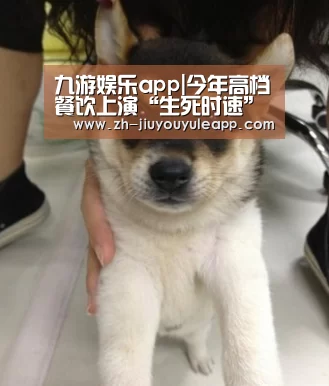 九游娱乐app|今年高档餐饮上演“生死时速”(图1) 九游娱乐app